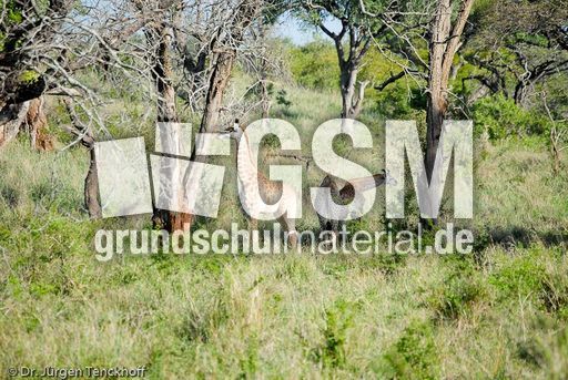 Giraffe (55 von 94).jpg